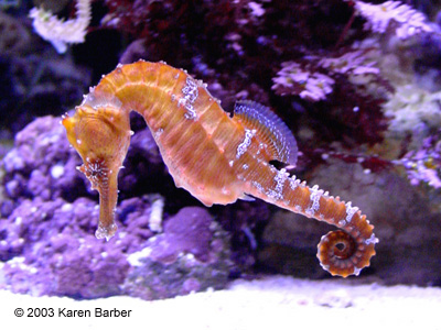 seahorse.org - Featured System: Kaba