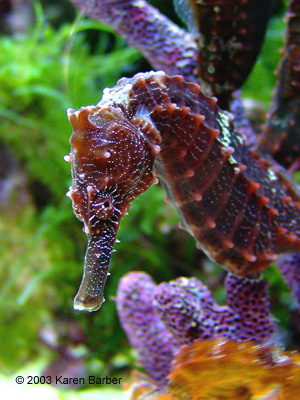 seahorse.org - Featured System: Kaba