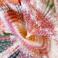 Fanworm
