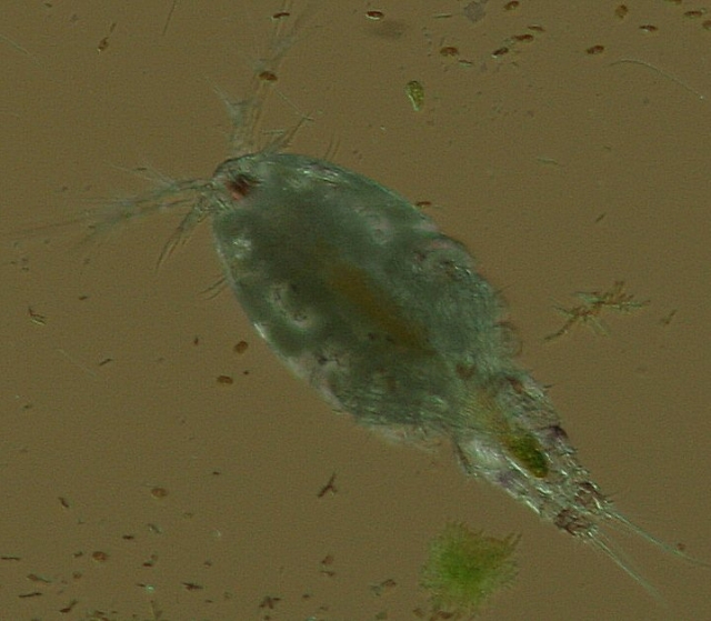 Macro image of a copepod.