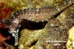 A specimen showing grande markings.