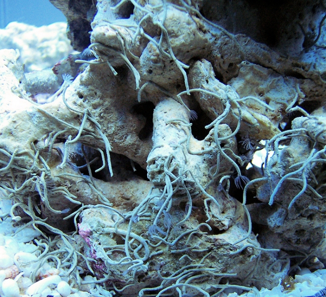 A cluster of "dusters".