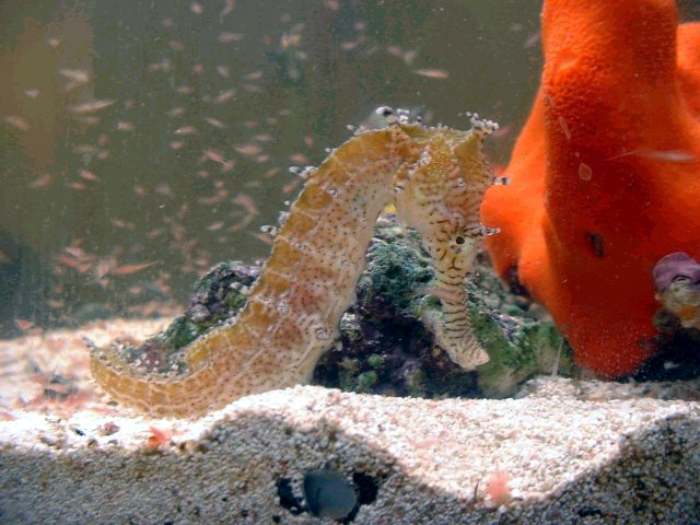 H. barbouri