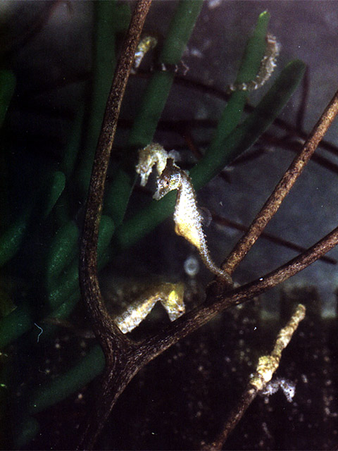 H. zosterae