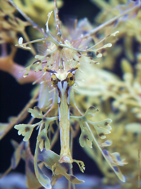 Phycodurus eques