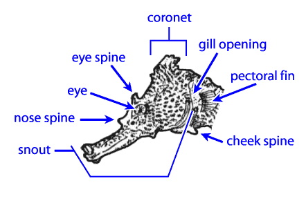 seahorse.org - Seahorse Anatomy