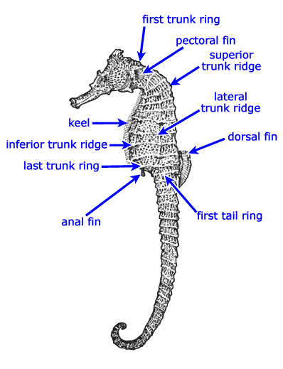 Seahorse Body Parts Anatomy Of A Seahorse Educational Worksheet Seahorse Body Parts Anatomy Of A Seahorse Educational Worksheet