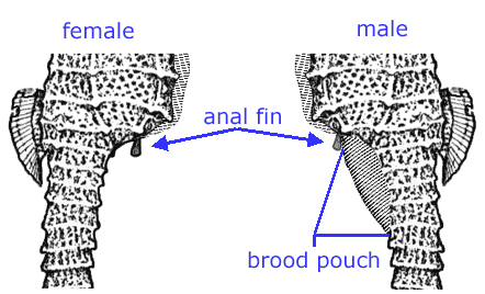 seahorse.org - Seahorse Anatomy