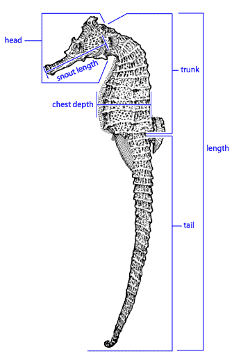 seahorse.org - Seahorse Anatomy