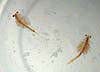 Brine Shrimp