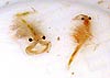 Frozen Brine Shrimp