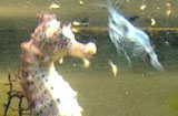 Seahorse Eating