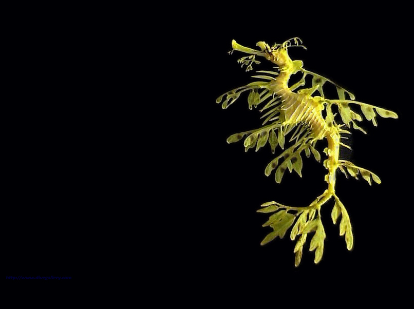 Leafy Sea Dragon